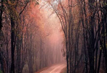 复仇之战！樊振东率领日本队成功挺进决赛的简单介绍